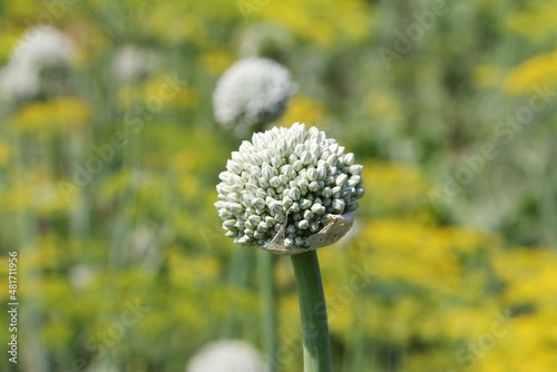 Blooming bud of a ripening garlic plant in a farmer's garden 