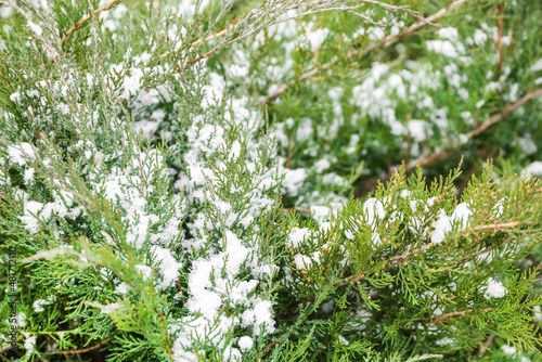 Green coniferous branches on snowy winter day