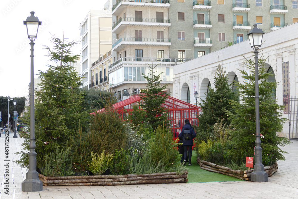 Fototapeta premium Alberi di pino in città, addobbati per le feste natalizie