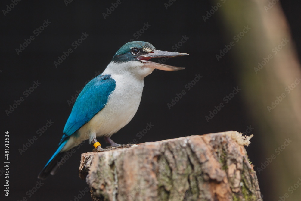 collared kingfisher (Todiramphus chloris) is ready to catch fish collared kingfisher (Todiramphus chloris) is ready to catch fish