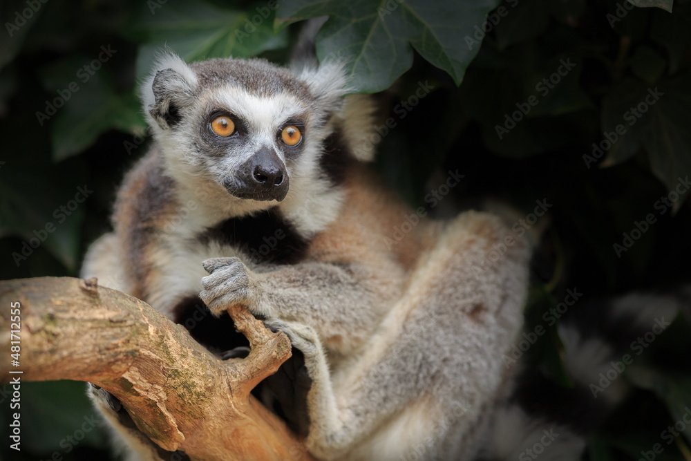 male ring-tailed lemur (Lemur catta) sits comfortably on the branch
