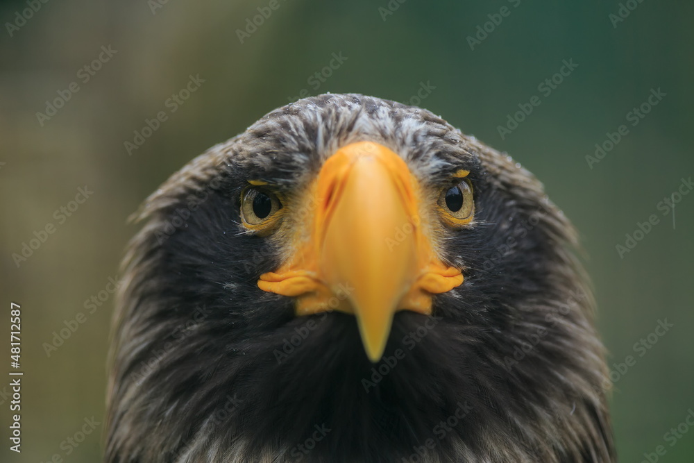 Fototapeta premium female Steller's sea eagle (Haliaeetus pelagicus) close-up portrait from the front