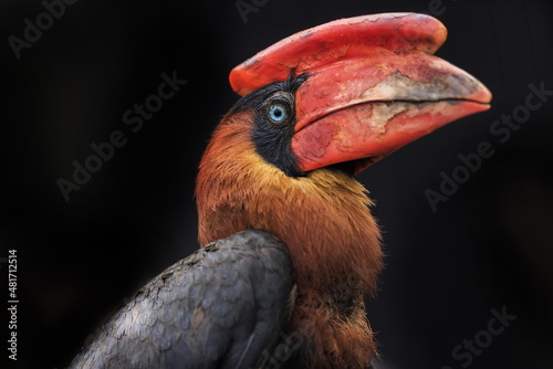 rufous hornbill (Buceros hydrocorax) portrait very close up with a really thick beak photo