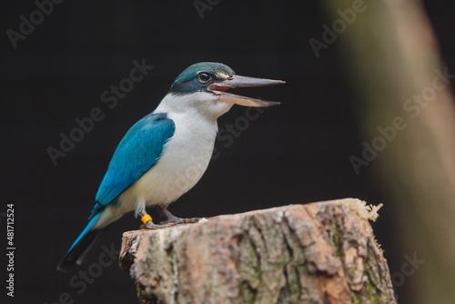 collared kingfisher (Todiramphus chloris) is ready to catch fish