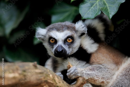 male ring-tailed lemur (Lemur catta) staring straight ahead