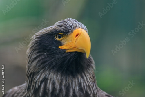 female Steller s sea eagle  Haliaeetus pelagicus  big majestic bird