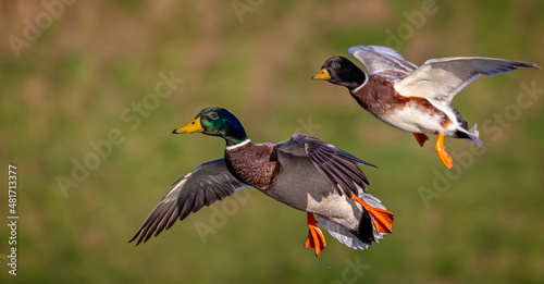 Fotografia Close up of pair of Mallard ducks coming into land - soft diffused bokah
