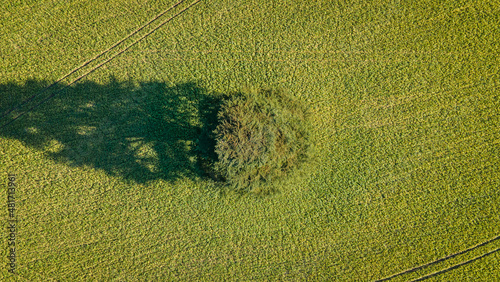 Aerial view of a lonely tree in a green field standing alone, Westsussex, UK. photo