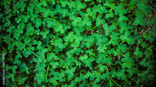 Close-up of real leaf clover on green shamrock field background. Clovers grass