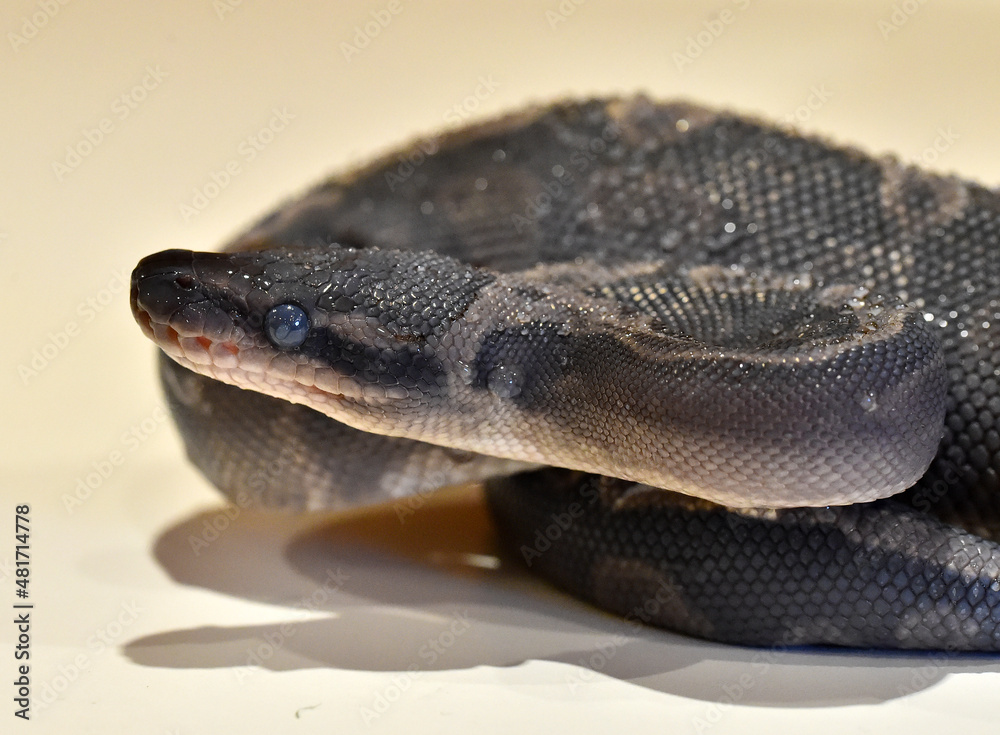 Obraz premium A beautiful python regius snake with selective focus