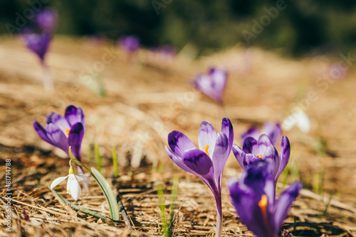 Purple flowers, crocuses and snowdrops on yellow grass, spring