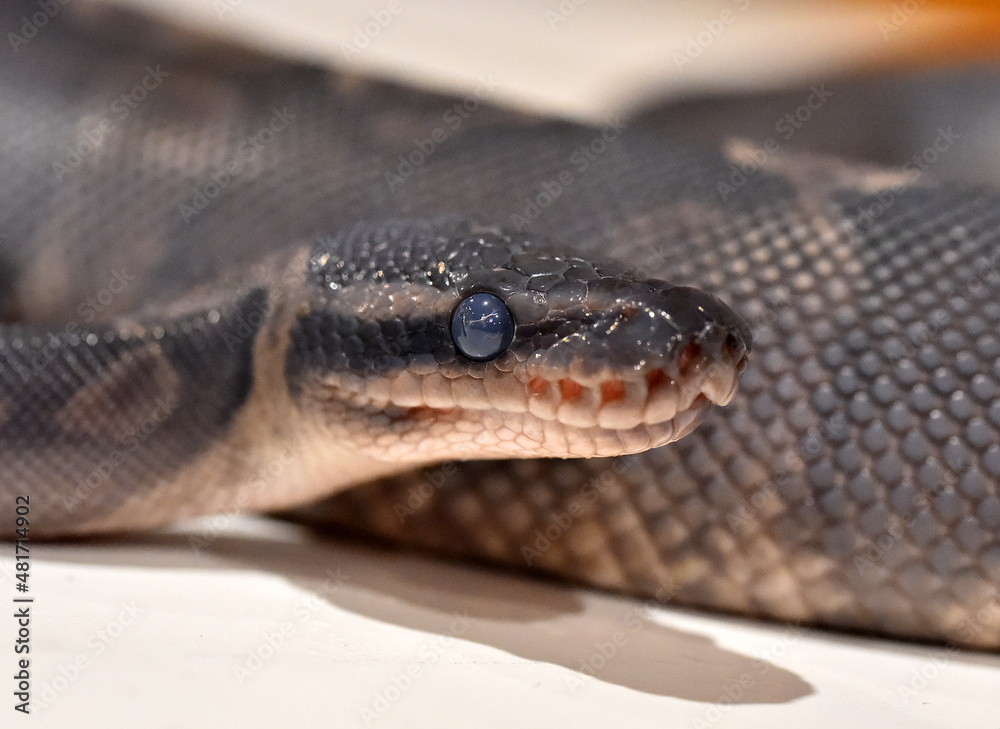 A beautiful python regius snake with selective focus A beautiful python regius snake with selective focus