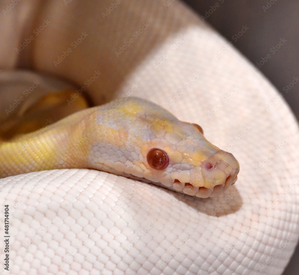 Fototapeta premium A beautiful python regius snake with selective focus