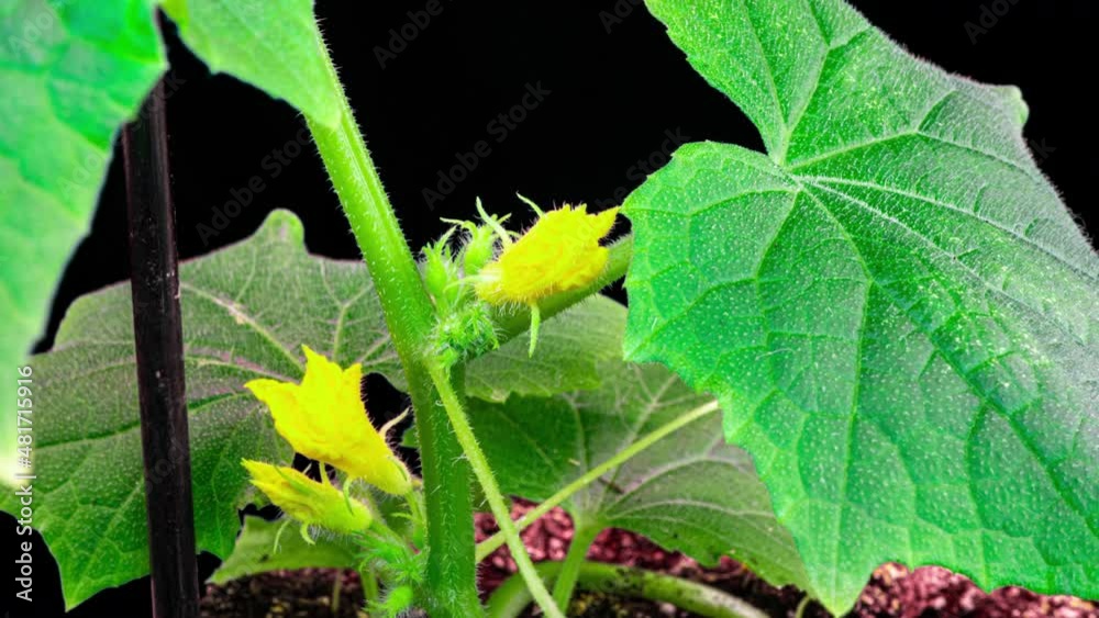blooming cucumber. garden business. yellow flowers of cucumbers bloom on bush. flowering cucumbers grown in open ground. plantation of cucumbers. Growing cucumbers in greenhouses. 4k