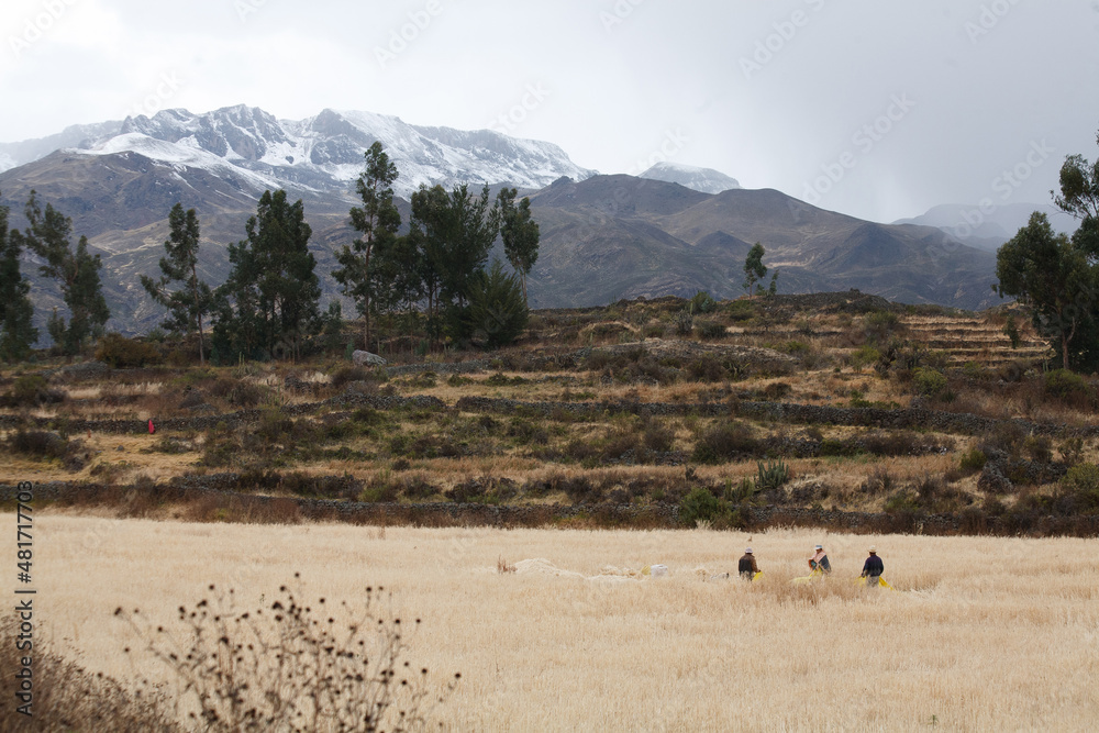 Crop fields in the Colca canyon, just before the rain Crop fields in the Colca canyon, just before the rain