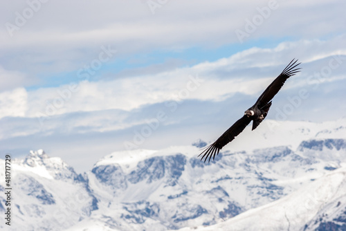 Image of a condor flying in the Colca canyon, Arequipa, Peru