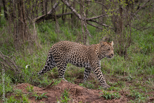 African Leopard in South Africa