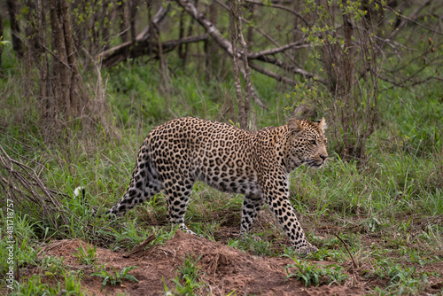 African Leopard in South Africa