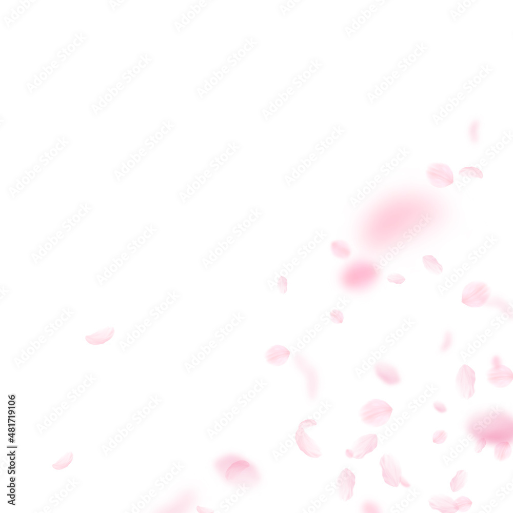 Sakura petals falling down. Romantic pink flowers corner. Flying petals on white square background. Love, romance concept. Authentic wedding invitation. Sakura petals falling down. Romantic pink flowers corner. Flying petals on white square background. Love, romance concept. Authentic wedding invitation.