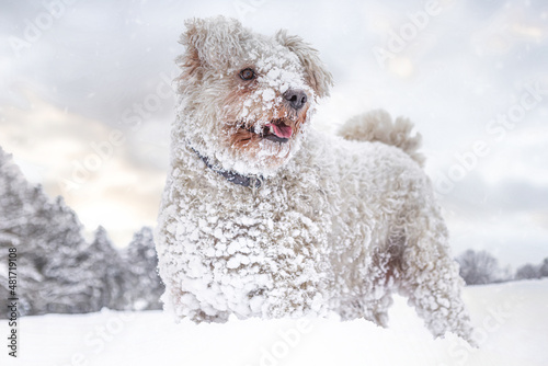 Photography Portrait of a cute white pumi dog in the winter outdoors