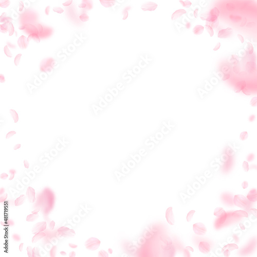 Sakura petals falling down. Romantic pink flowers vignette. Flying petals on white square background. Love, romance concept. Emotional wedding invitation.