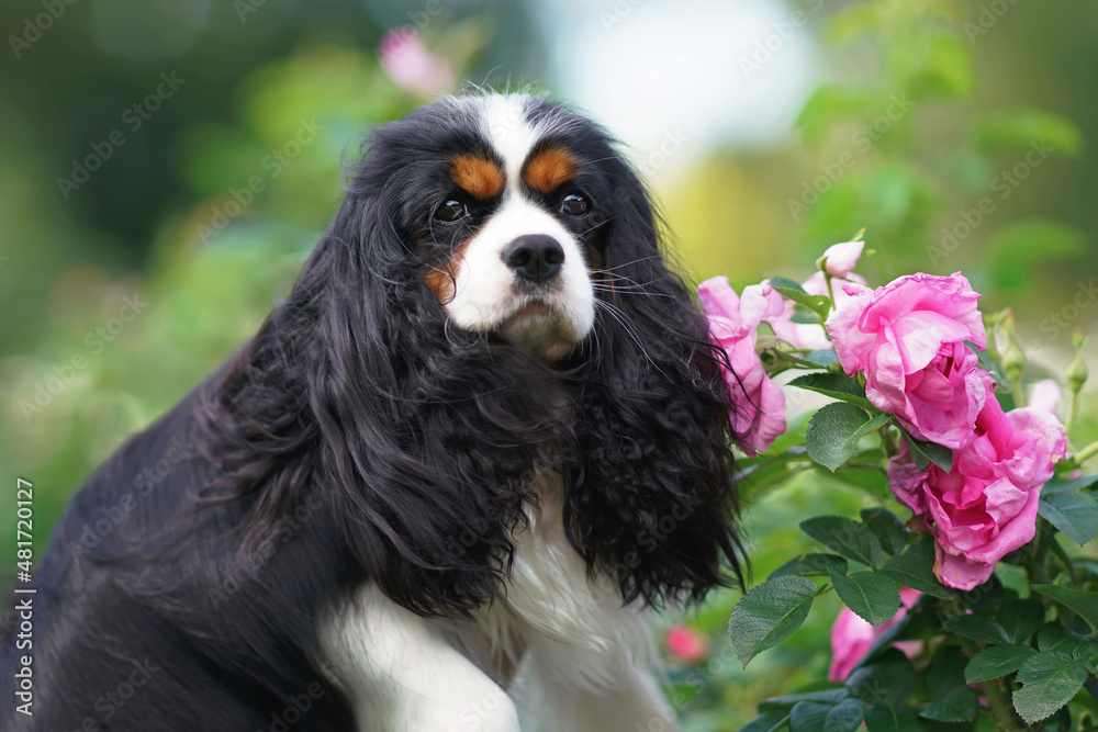 The portrait of an adorable tricolor Cavalier King Charles Spaniel dog posing outdoors with a blooming pink rose bush in summer