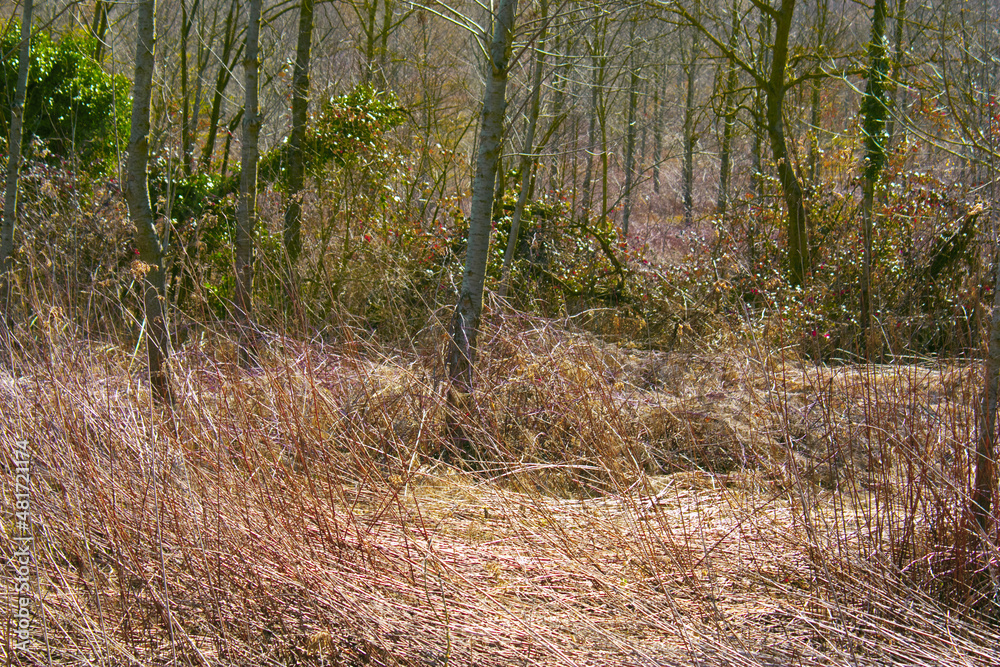 Alberi Alberi