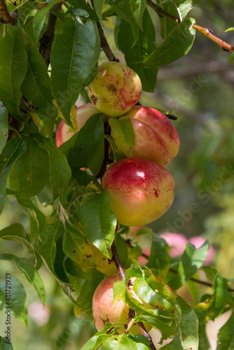 Manzanas en los campos de Guadalajara, España