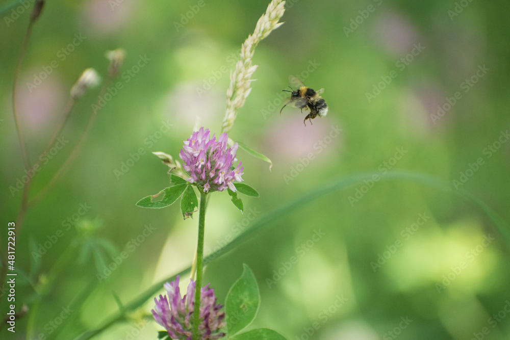 a bee flying towards a purple flower a bee flying towards a purple flower