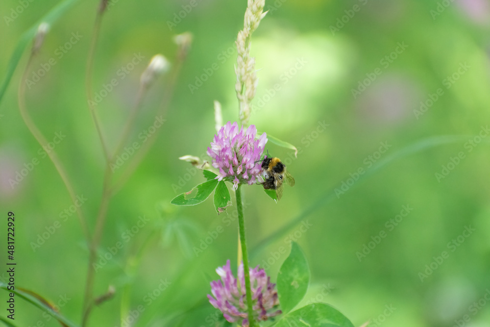a bee pollinating a purple flower in the field