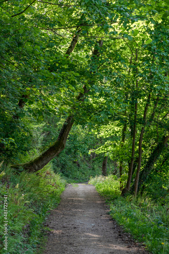Obraz premium path in a green forest of asturias