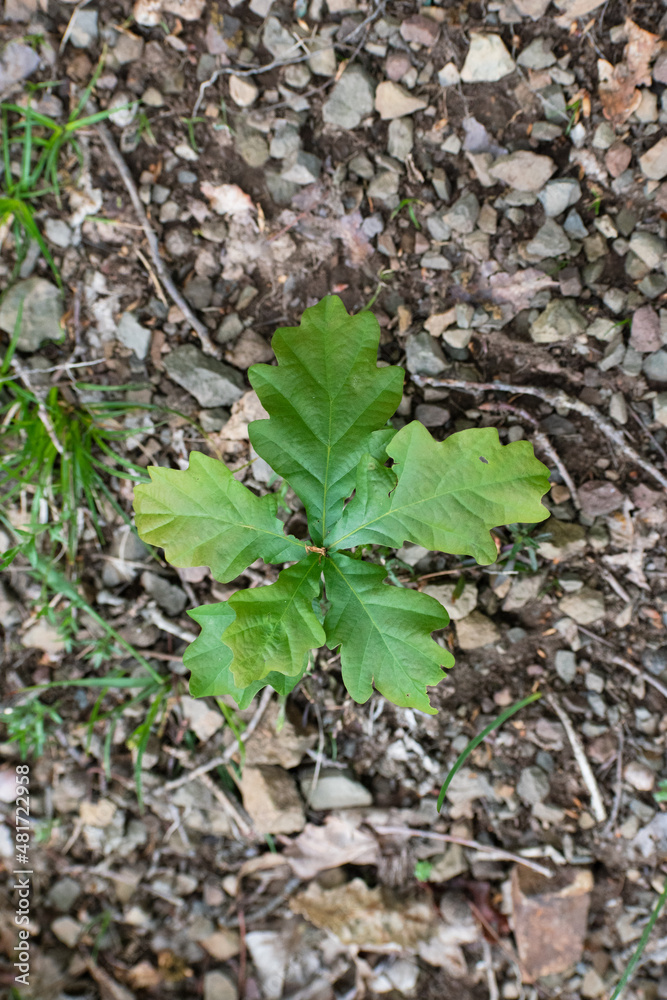 small oak tree growing on the ground small oak tree growing on the ground