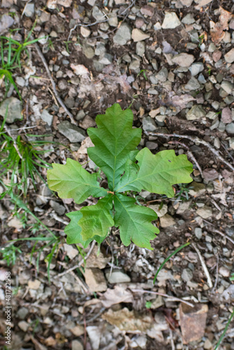 small oak tree growing on the ground