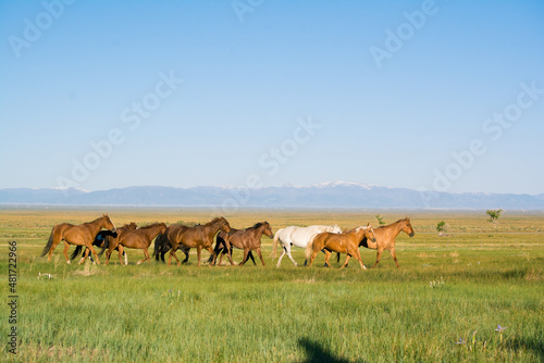Band of horses in Colorado © Sarah
