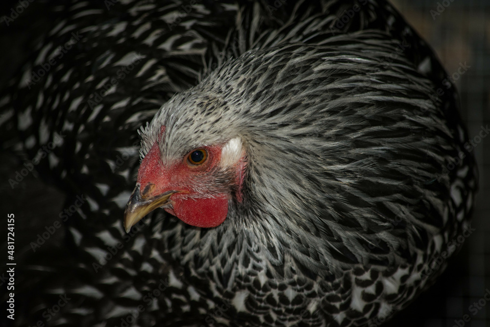 Silver-laced Wyandotte pullet
