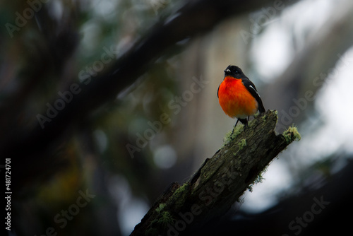 Scarlet robin