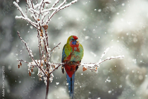 Snowy Juvenile Crimson Rosella