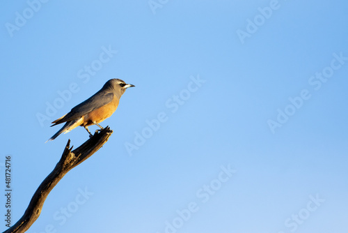 Perched White-browed Woodswallow