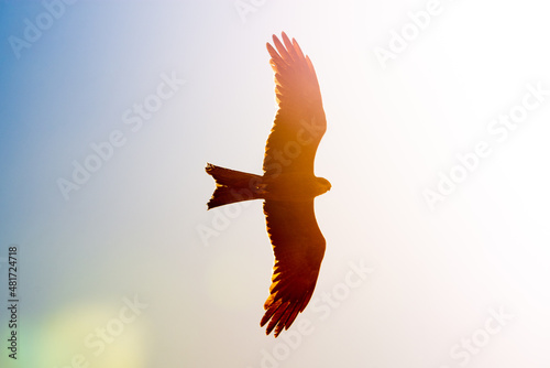 Black Kite in Flight
