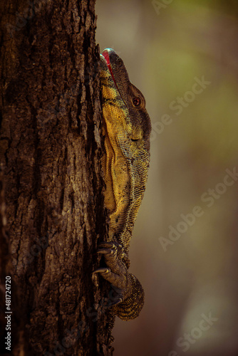 Peaky monitor