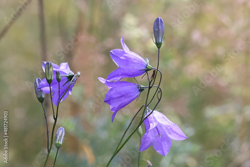 Harebell, also known as Bluebell or Bluebell bellflower, wild flower from Finland photo