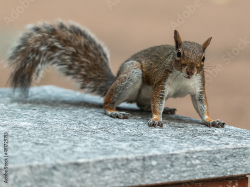Tapety artystyczne gray squirrel set portrait