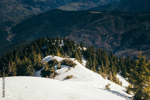 Mountains, coniferous forest in the snow, deforestation, spring
