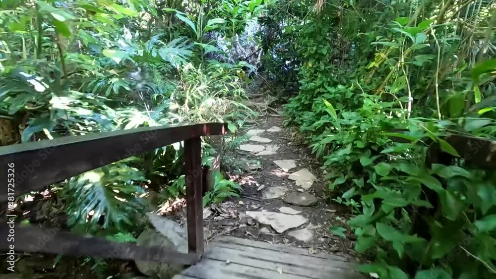 Path through the rainforest at the olhos d'água park in Brasília . Path through the rainforest at the olhos d'água park in Brasília .