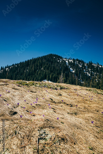 Purple flowers, crocuses on yellow grass, spring in the mountains