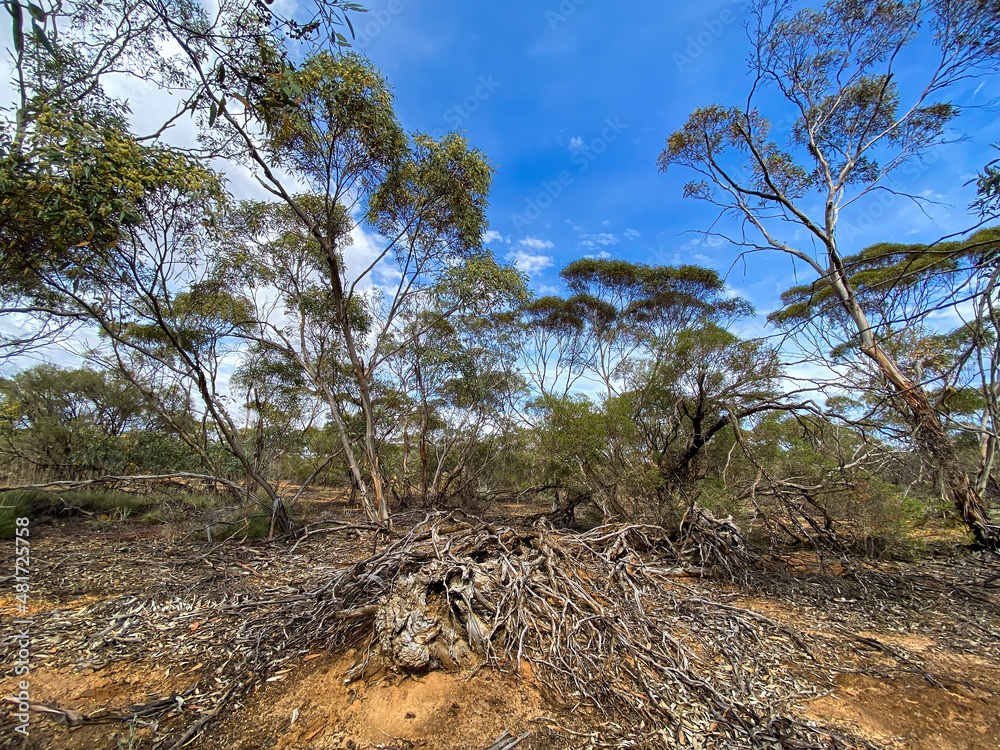 The texture and colours of a weathered dead timber of Mallee Trees lying in the red Australian outback sand The texture and colours of a weathered dead timber of Mallee Trees lying in the red Australian outback sand