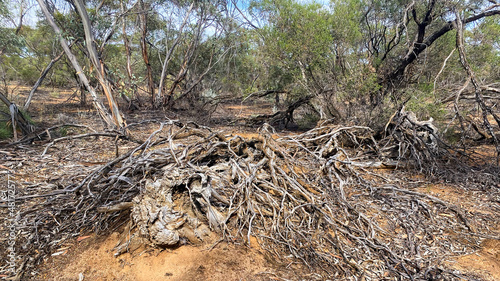 The texture and colours of a weathered dead timber of Mallee Trees lying in the red Australian outback sand