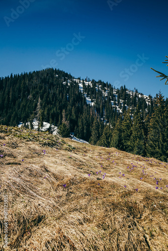 Purple flowers, crocuses on yellow grass, spring in the mountains