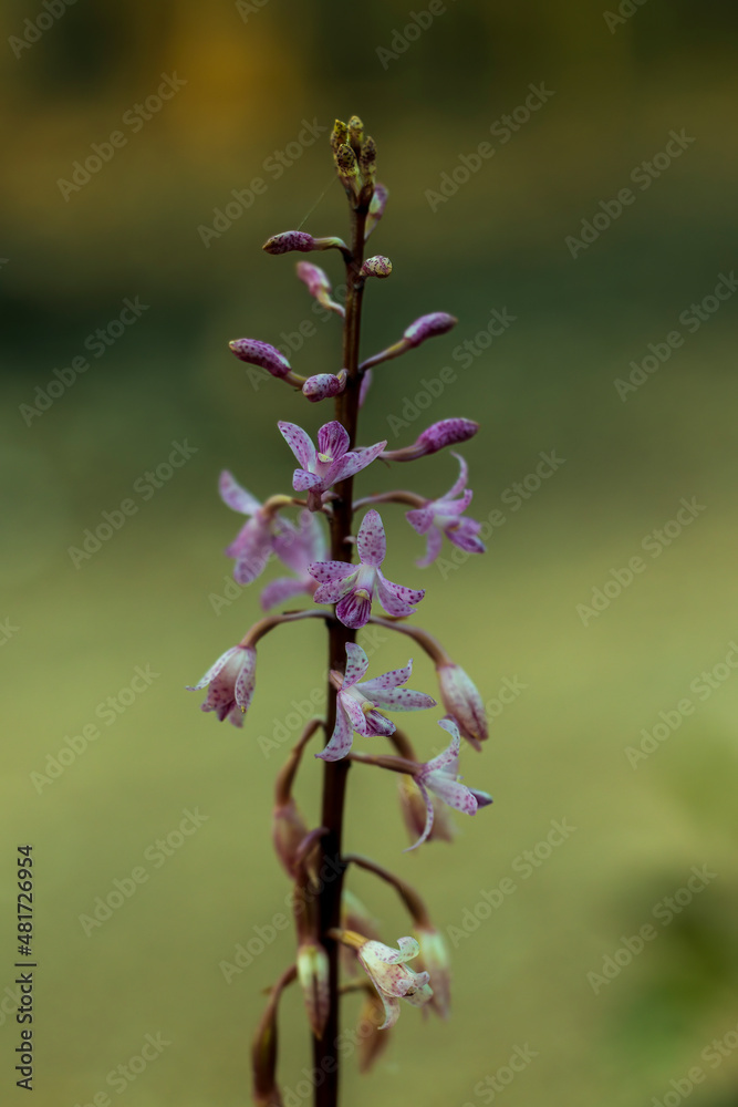 The Hyacinth Orchid (Dipodium punctatum) also known as the Blotched Hyacinth-orchid is a leafless orchid that is a native to eastern and south-eastern continental Australia. The Hyacinth Orchid (Dipodium punctatum) also known as the Blotched Hyacinth-orchid is a leafless orchid that is a native to eastern and south-eastern continental Australia.