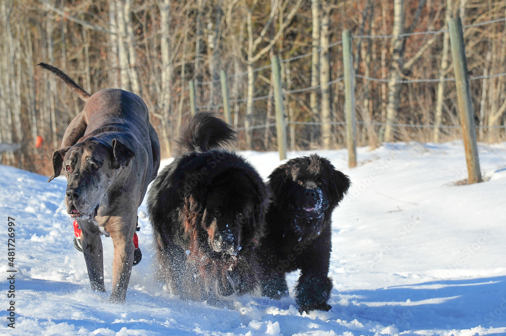 Two Newfoundland dog running in the snow with a Great Dane wearing dog booties Two Newfoundland dog running in the snow with a Great Dane wearing dog booties